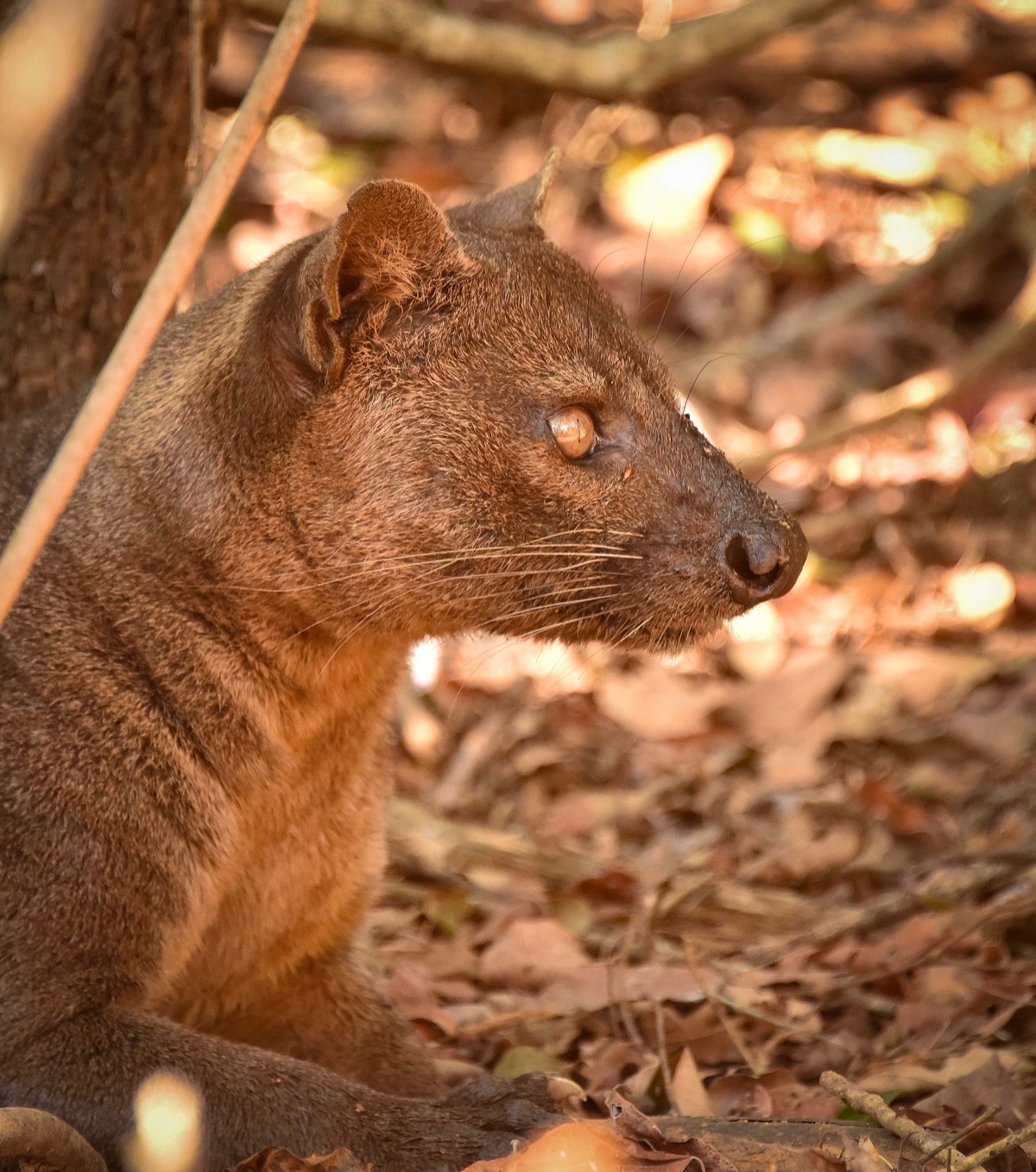 A fossa in the wild, Madagascar
